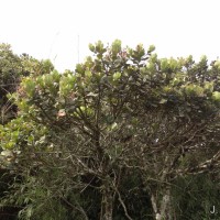 Elaeocarpus coriaceus Hook.